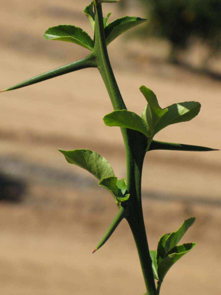              First year twig (Swingle, Riverside,   CA)   